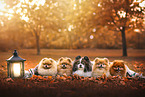 Pomeranians