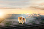 Pomeranian
