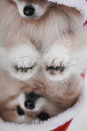Pomeranian