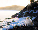 Pomeranian