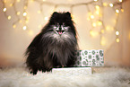 Pomeranian
