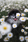 Pomeranian