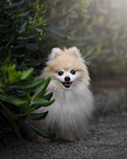 Pomeranian