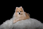 Pomeranian