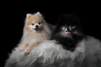 Pomeranians
