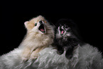 Pomeranians