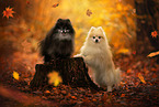Pomeranians