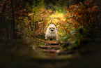 Pomeranian