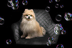 Pomeranian