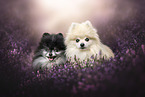 Pomeranians