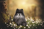 Pomeranian