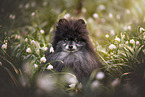 Pomeranian