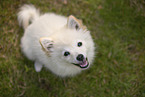 Pomeranian