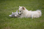 Pomeranian