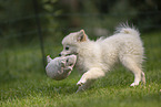 Pomeranian