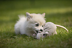 Pomeranian