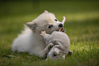 Pomeranian