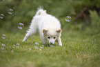 Pomeranian