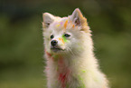 Pomeranian