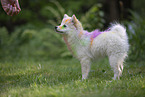 Pomeranian