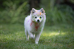 Pomeranian