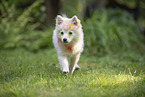 Pomeranian