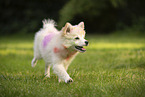 Pomeranian