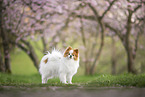 Pomeranian
