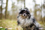 young Pomeranian