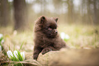 Pomeranian Puppy