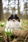 male Pomeranian