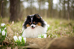 male Pomeranian