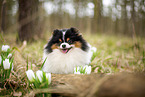 male Pomeranian
