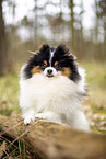 male Pomeranian