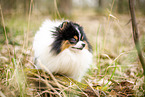 male Pomeranian
