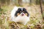 male Pomeranian