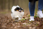 male Pomeranian