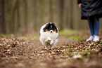 male Pomeranian