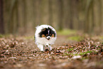 male Pomeranian