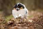 male Pomeranian
