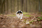 male Pomeranian