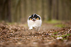 male Pomeranian
