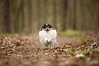 male Pomeranian