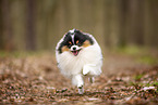 male Pomeranian