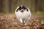 male Pomeranian