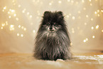 Pomeranian