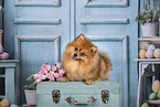 Pomeranian