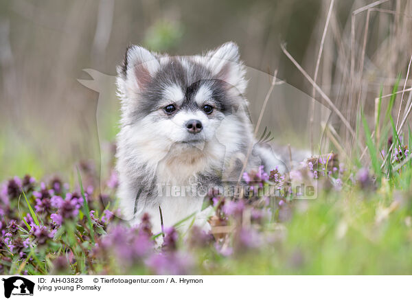 liegender junger Pomsky / lying young Pomsky / AH-03828