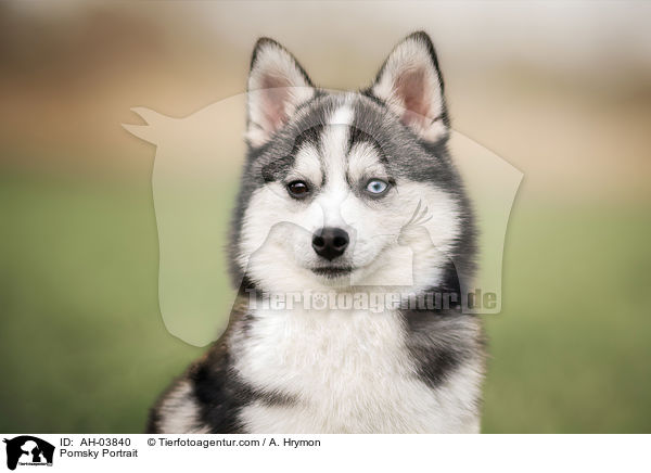 Pomsky Portrait / Pomsky Portrait / AH-03840