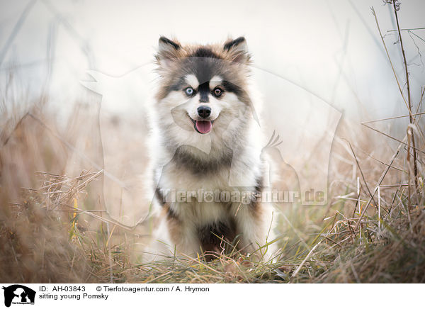 sitting young Pomsky / AH-03843